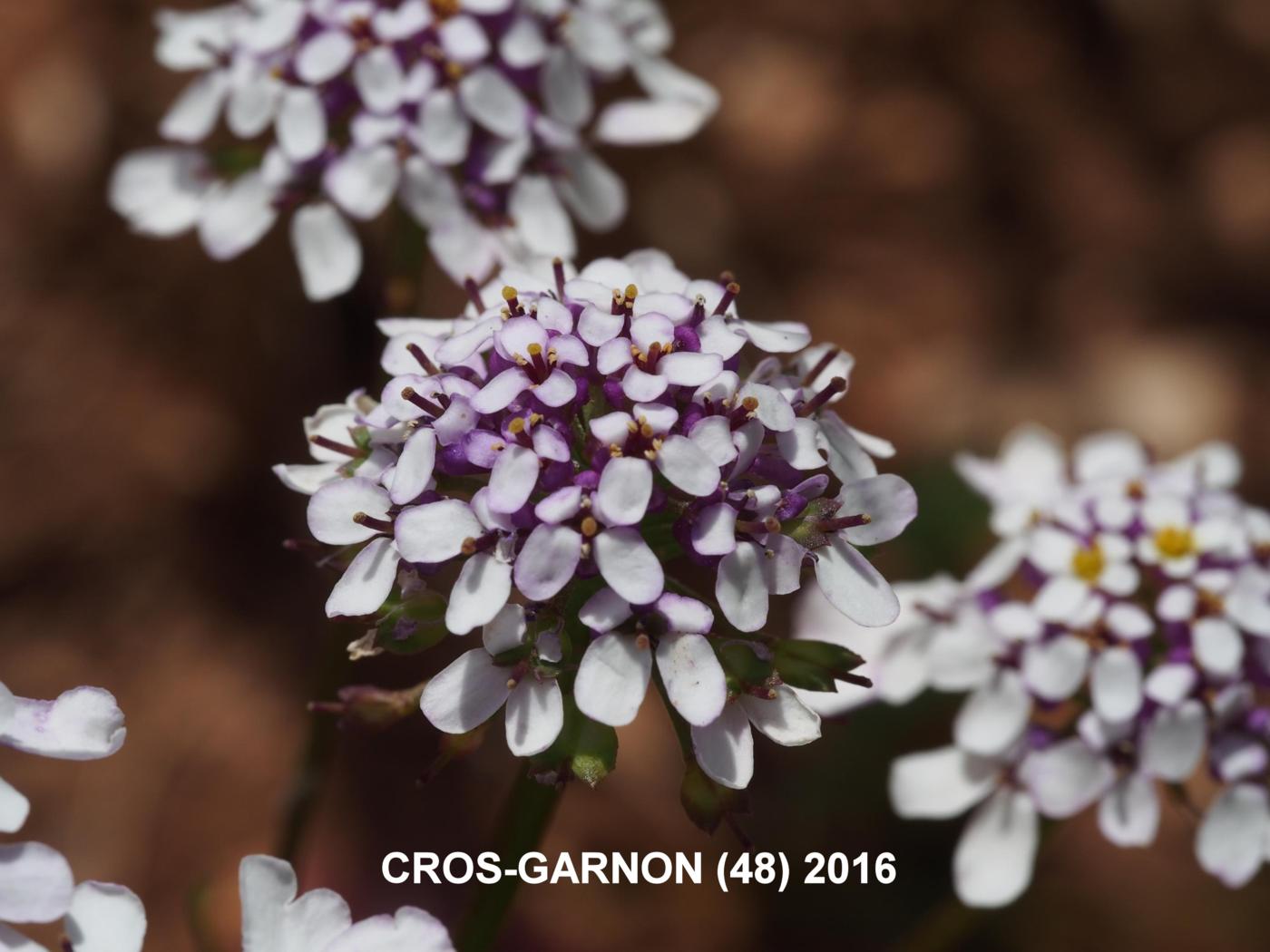 Candytuft, (Cut-leaved) flower